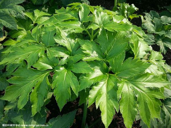 日本草药专利申请费用多少钱,日本的专利是否只在中国有效(图3)
